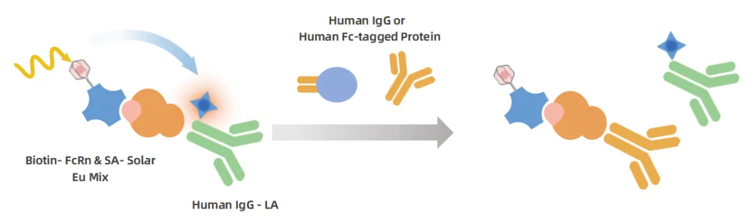 New_Product_Launch_04.png New_Product_Launch_04.png