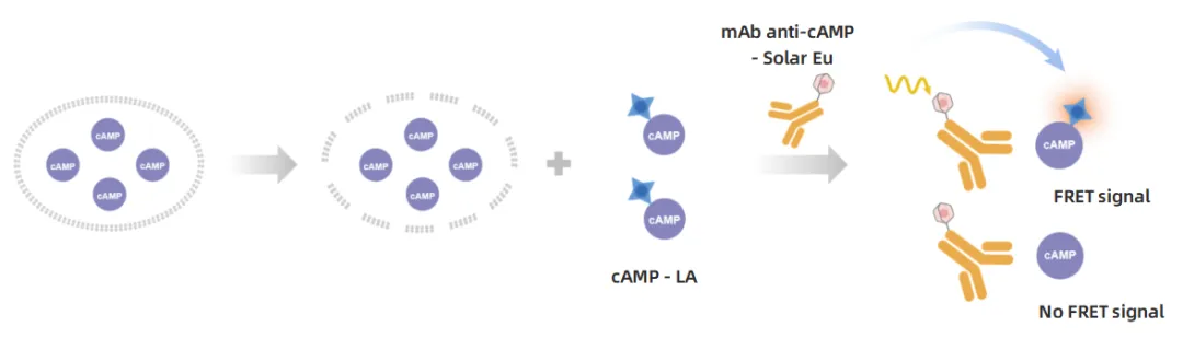 cAMP_Detection_'Three_Musketeers_03.png cAMP_Detection_'Three_Musketeers_03.png