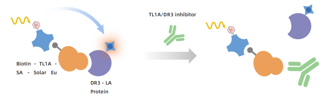 new-product-launch-tl1a-dr3-tl1a-dcr3-binding-assay-kits-pioneering-breakthroughs-in-autoimmune-disease-drug-development_01.png new-product-launch-tl1a-dr3-tl1a-dcr3-binding-assay-kits-pioneering-breakthroughs-in-autoimmune-disease-drug-development_01.png