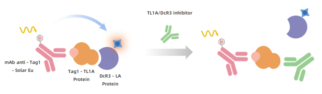 new-product-launch-tl1a-dr3-tl1a-dcr3-binding-assay-kits-pioneering-breakthroughs-in-autoimmune-disease-drug-development_02.png new-product-launch-tl1a-dr3-tl1a-dcr3-binding-assay-kits-pioneering-breakthroughs-in-autoimmune-disease-drug-development_02.png