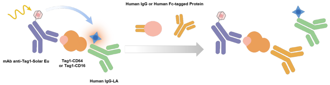 new-product-launch-vkey-bio-tr-fret-effector-function-analysis-kits-for-precise-evaluation-of-antibody-adcc-adcp-activity_03.png new-product-launch-vkey-bio-tr-fret-effector-function-analysis-kits-for-precise-evaluation-of-antibody-adcc-adcp-activity_03.png